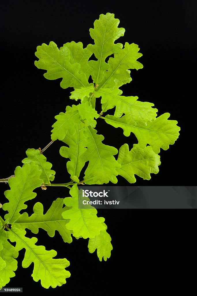 Oak Brindille - Photo de Beauté libre de droits