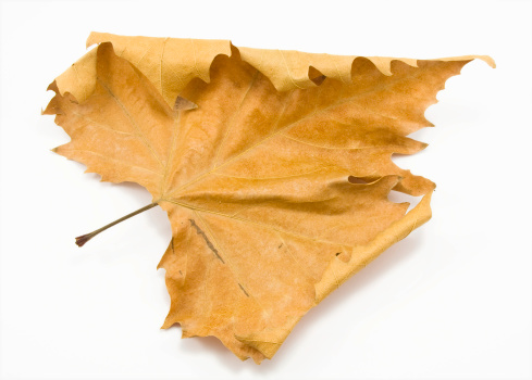 Autumn leaf on white background.