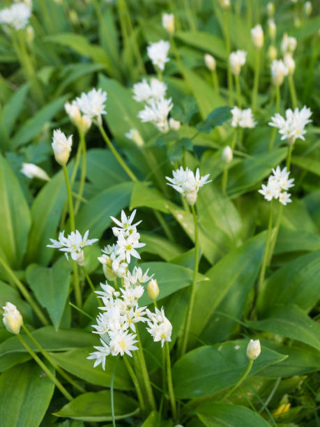 istock White ramson flowers in the garden 934891086