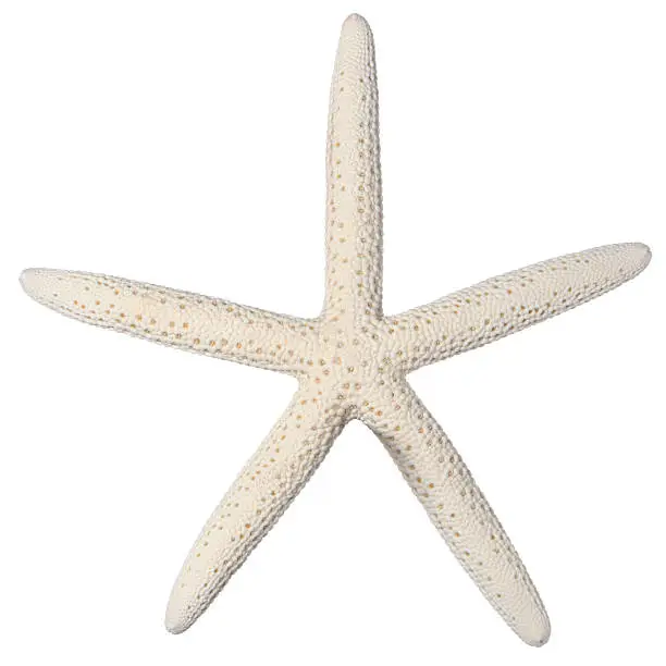 White Finger Starfish isolated on white.