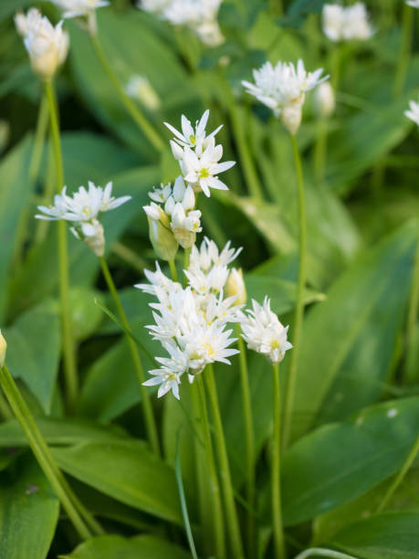istock White ramson flowers in the garden 934891256