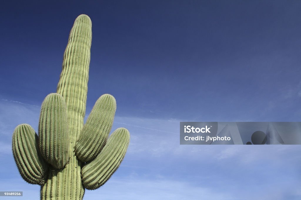 Cactus Saguaro - Photo de Arizona libre de droits