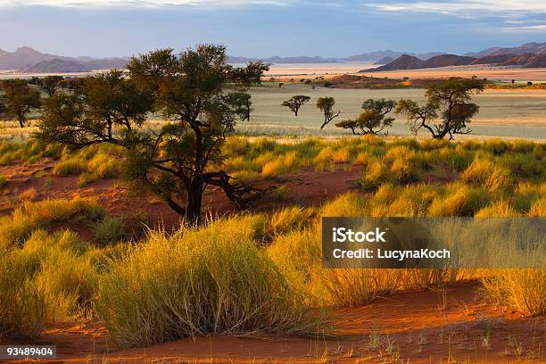 Morgen In Der Wueste Stockfoto und mehr Bilder von Namibia - Namibia, Savanne, Gras