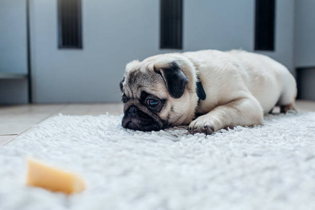 istock Pug dog waiting for a permission to eat cheese on the kitchen. 934894224