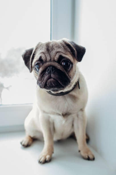 istock Pug dog waiting for orders of its master on the kitchen. 934894312
