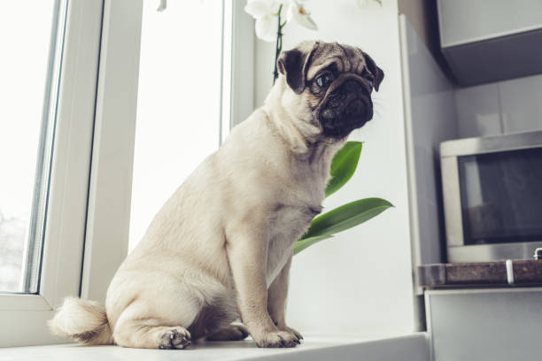 istock Pug dog waiting for orders of its master on the kitchen. 934894368