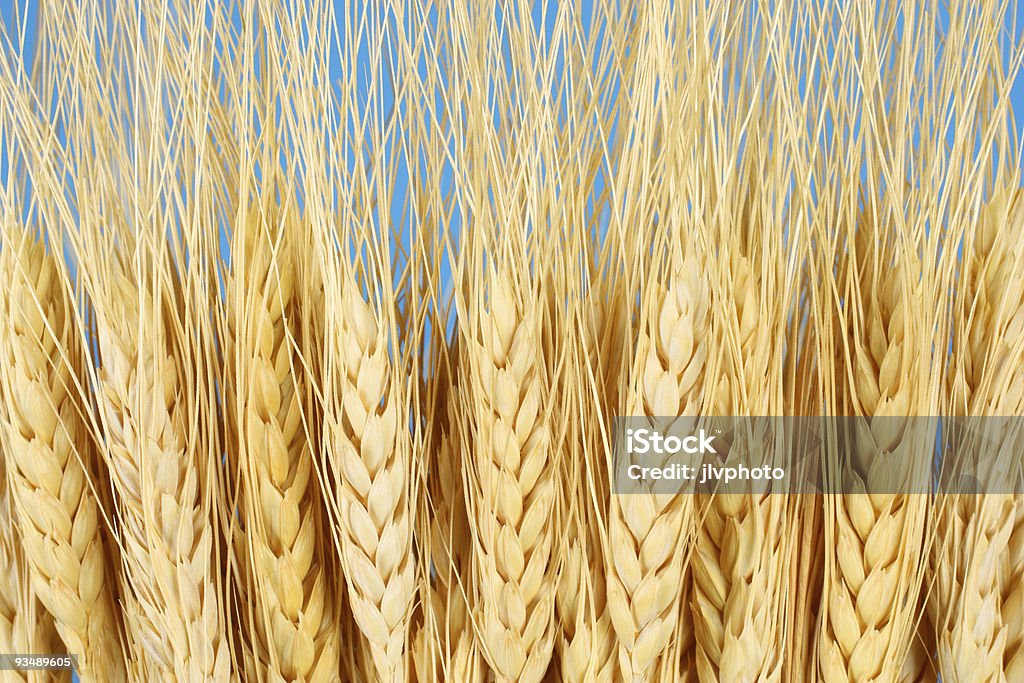 Grano sullo sfondo - Foto stock royalty-free di Agricoltura