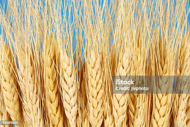 Fundo De Trigo - Fotografias de stock e mais imagens de Agricultura - Agricultura, Amarelo, Cereal