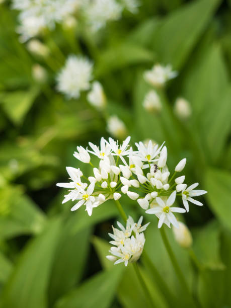 Beautiful blooming white flowers of wild garlic (Allium ursinum) in homemade garden. Illuminated by soft daylight. Low depth of field and blurred background. Close-up.