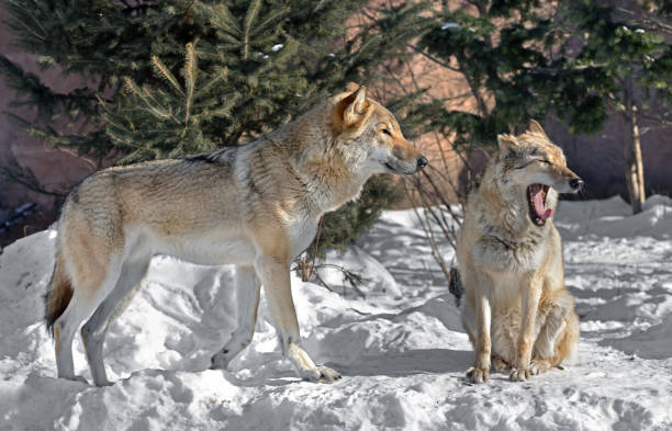 istock Eurasian wolf (Canis lupus lupus). Pair of wolves on snow 934897792