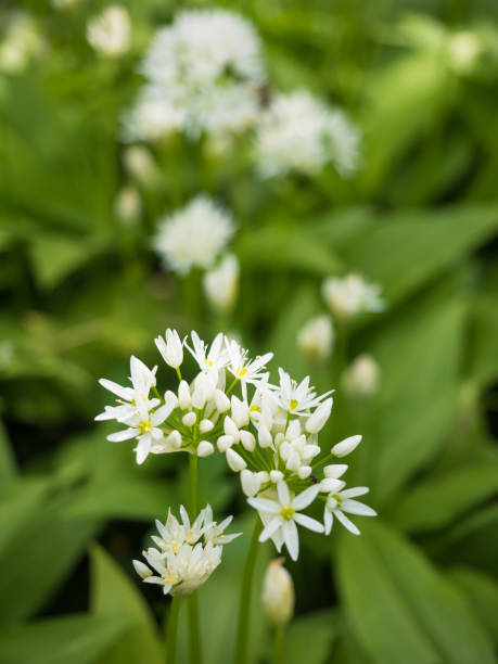 istock White ramson flowers in the garden 934897904