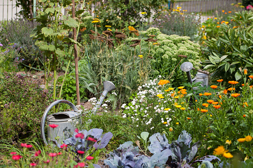 Old cottage garden with mixed flower and vegetable beds and two metal watering cans