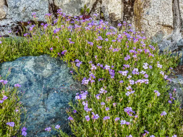 Wallflowers (Erysimum) decorating rocky retaining wall