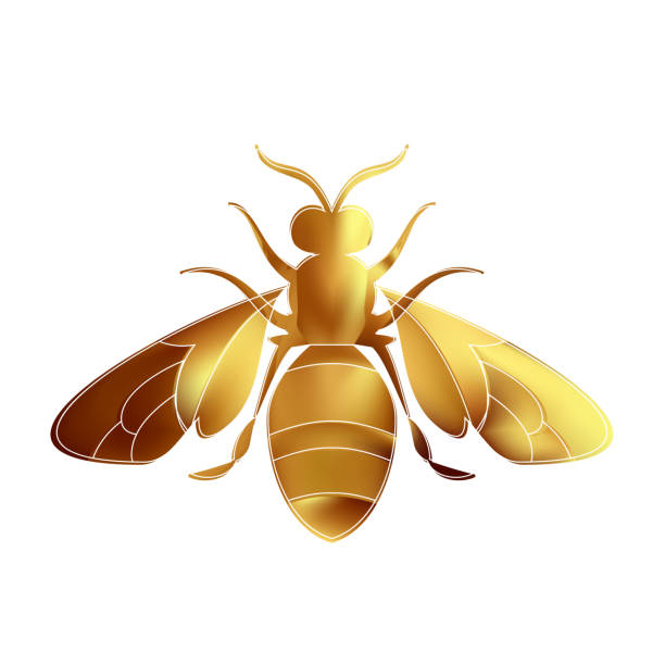 ilustrações de stock, clip art, desenhos animados e ícones de golden honey bee uterus on white background. - close up touching animal antenna