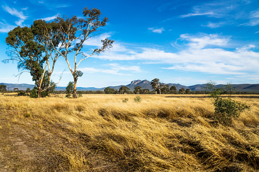 Paisaje de pastizales en el Monte con montañas de Grampians en el fondo, Victoria, Australia photo