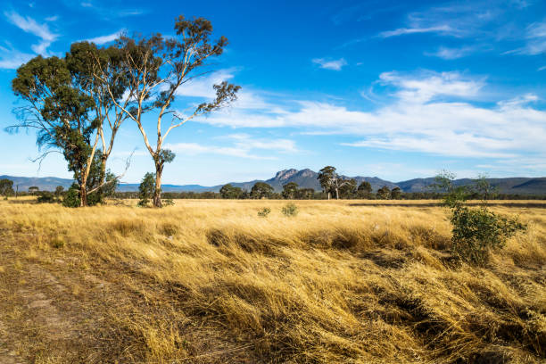 Grassland landscape in the bush with Grampians mountains in the background, Victoria, Australia Grassland landscape in the bush with Grampians mountains in the background and blue sky, Victoria, Australia outback stock pictures, royalty-free photos & images