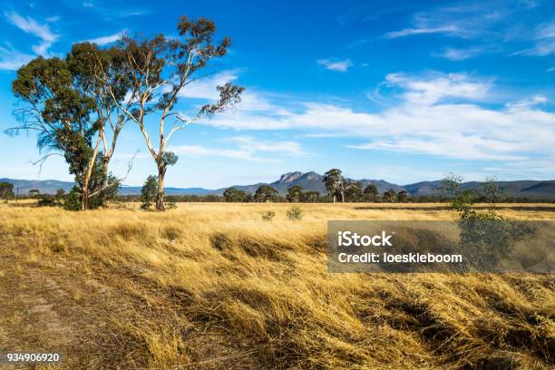 Grassland Landscape In The Bush With Grampians Mountains In The Background Victoria Australia Stock Photo - Download Image Now