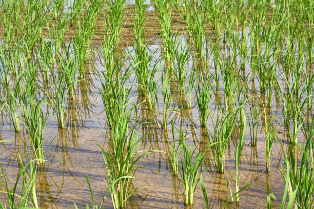 istock Beautiful scenic view on rice fields, Bohol Island, Philippines 934908646