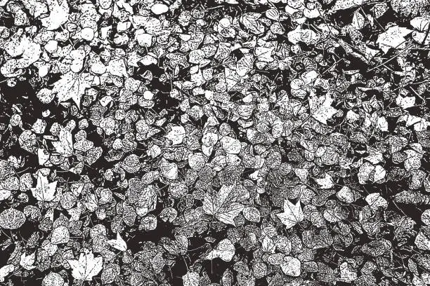 Vector illustration of Autumn leaves on a footpath in a Minnesota State Park