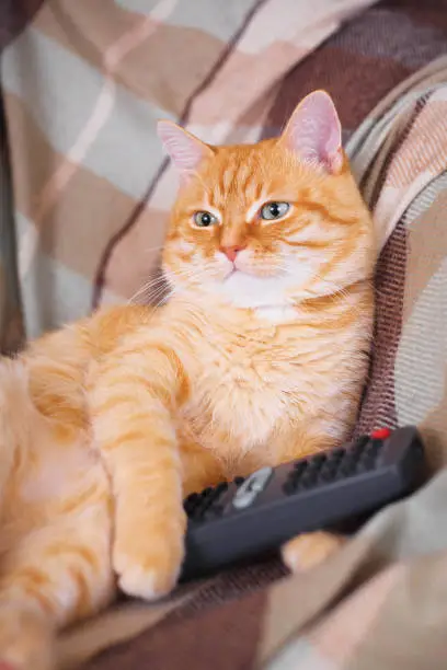 A home red cat sitting with a remote control in his paws.