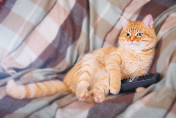 Un gato casero sentado con un control remoto en sus patas. - foto de stock