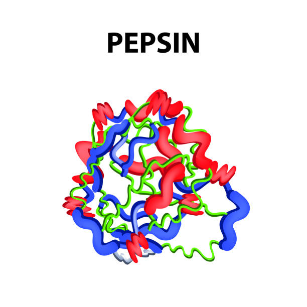Pepsin is a molecular chemical formula. Enzyme of the stomach. Infographics. Vector illustration on an isolated background. Pepsin is a molecular chemical formula. Enzyme of the stomach. Infographics. Vector illustration on an isolated background serin stock illustrations