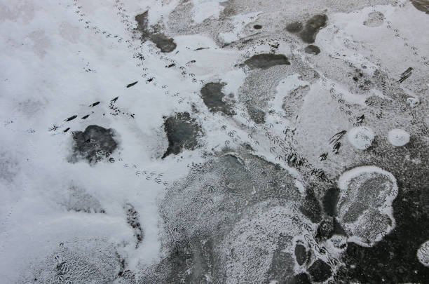istock Frozen lake - ice texture and bird footprints 934909744
