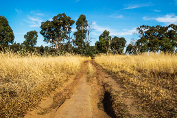 strada sterrata con sentieri profondi attraverso il cespuglio secco nei grampians, victoria, australia - dirtroad foto e immagini stock