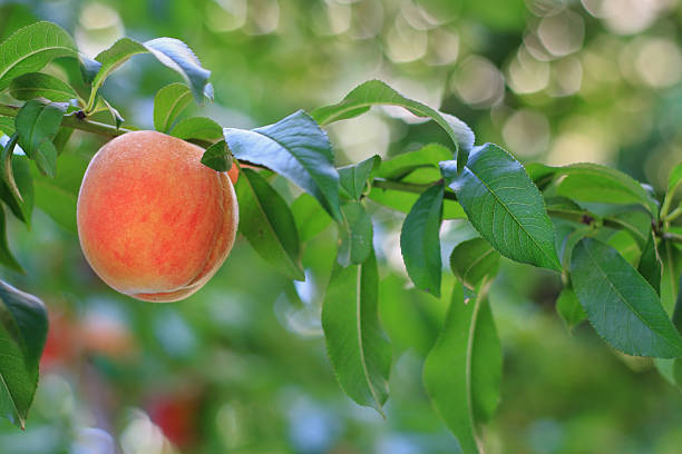 istock ripe peach on a tree green leaves around 93491121