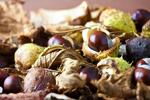 conkers stock photo