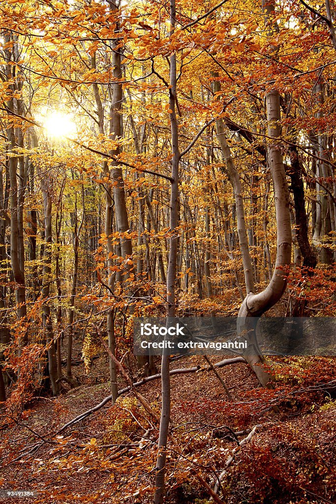 Floresta de outono - Foto de stock de Amarelo royalty-free