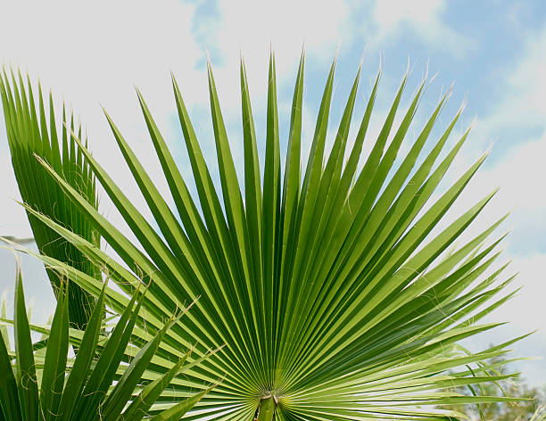 Palm Leaves stock photo