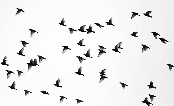 Birds Flock of sparrows against white background. Many different wing positions in one shot. bird stock pictures, royalty-free photos & images