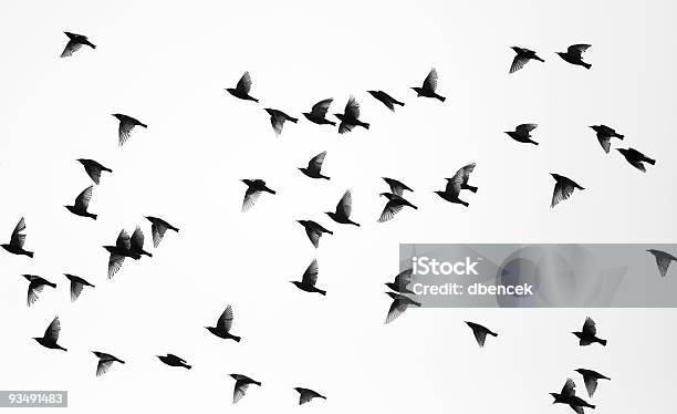 Birds Stock Photo - Download Image Now - Bird, Flying, Flock Of Birds