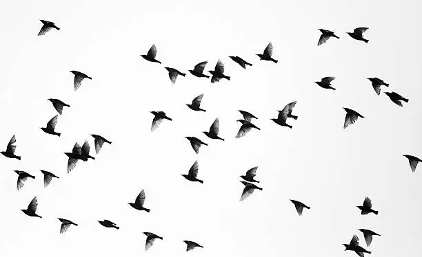 Flock of sparrows against white background. Many different wing positions in one shot.