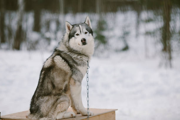 istock Dog Siberian Husky sits on the booth 934915322