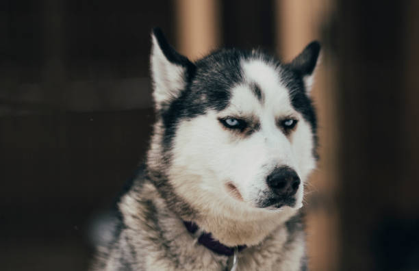 istock Dog Siberian Husky 934915398