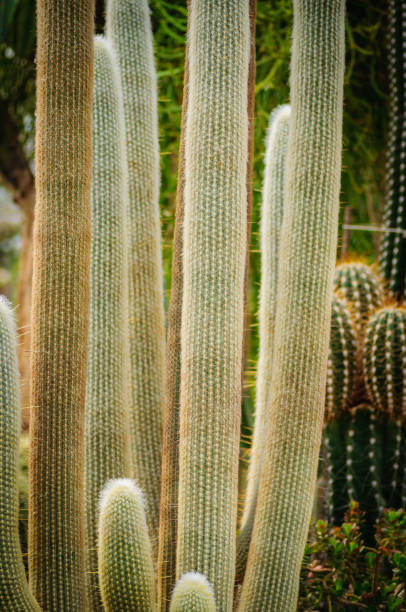 istock Large cactus Cephalocereus senilis with long hair 934915516