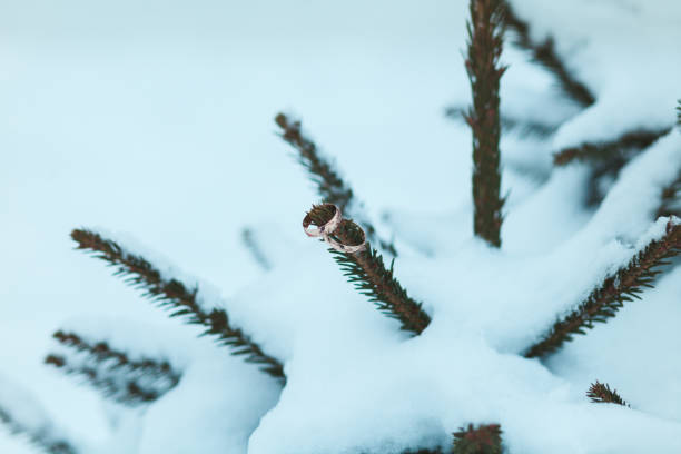 Wedding rings of gold on the branches of Christmas tree in winter in the snow Wedding rings of gold on the branches of Christmas tree in winter in the snow. hoops wedding stock pictures, royalty-free photos & images