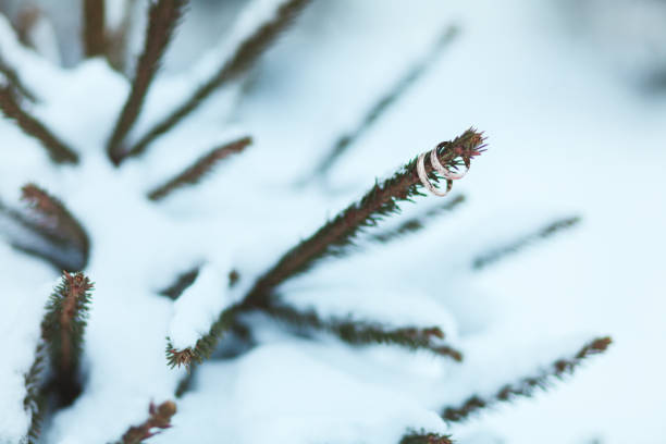 Wedding rings of gold on the branches of Christmas tree in winter in the snow Wedding rings of gold on the branches of Christmas tree in winter in the snow. hoops wedding stock pictures, royalty-free photos & images