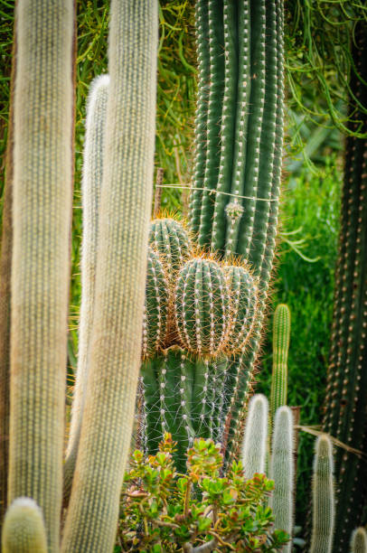 istock Large cactus Cephalocereus senilis with long hair 934915636