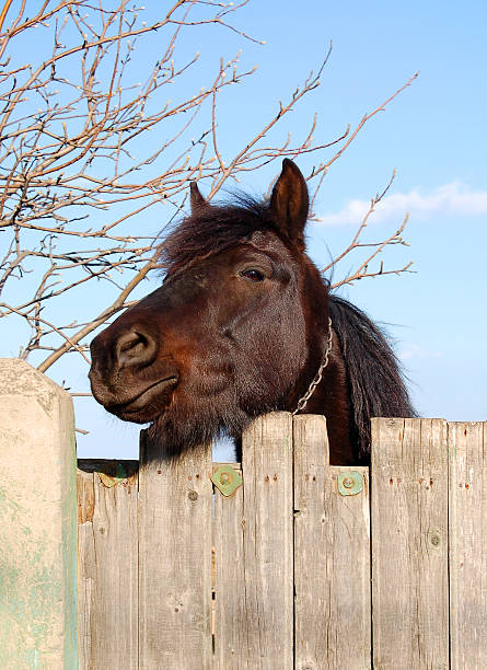 Brown, red, white horse color. Long bangs on the eyes