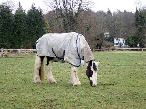istock Horse in Field 934915928