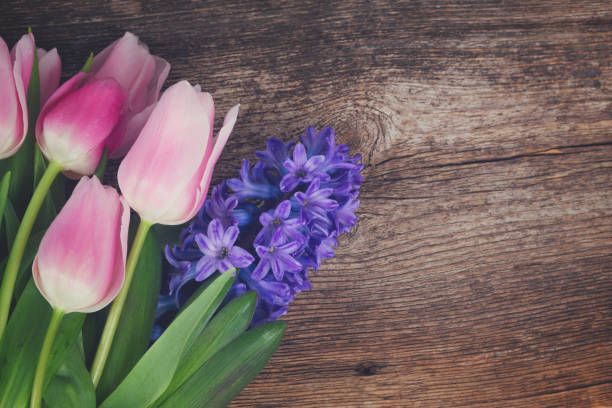 Pink tulips and blue hyacinths fresh flowers close up on dark aged wooden table, retro toned