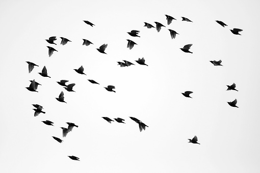 Flock of sparrows against white background. Many different wing positions in one shot. 