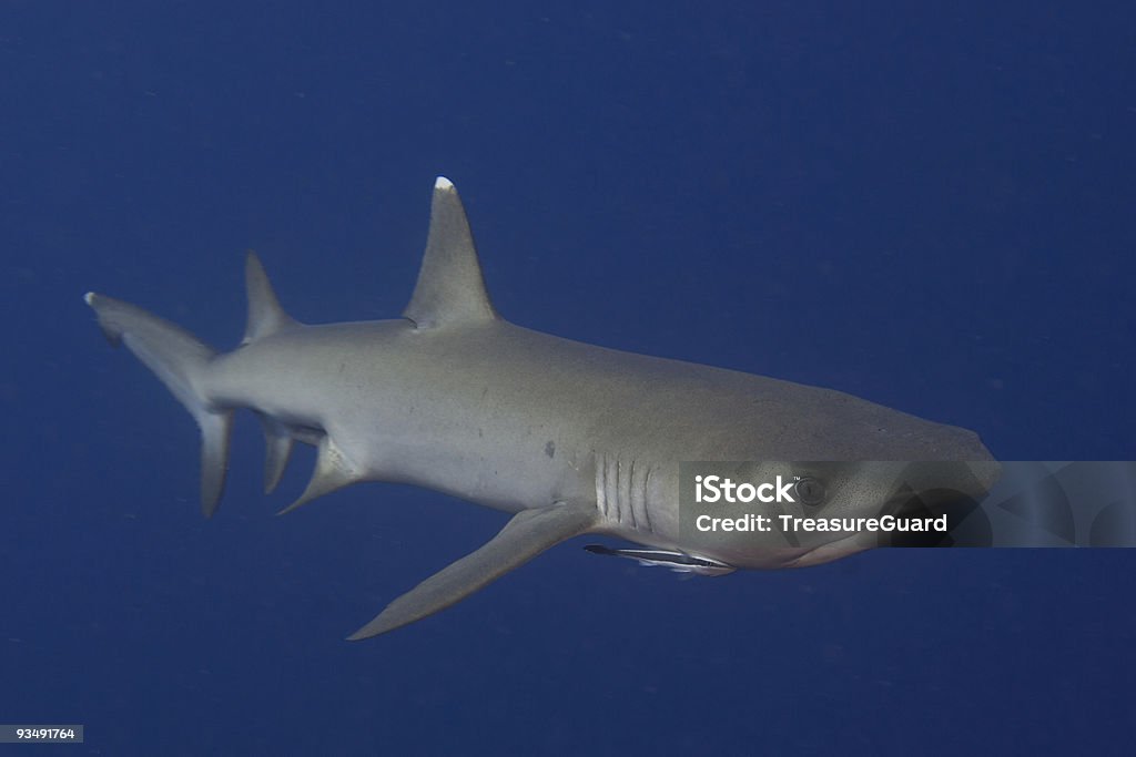 Requin-corail gros plan - Photo de Animal vertébré libre de droits