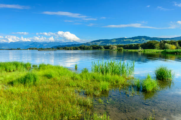 Beautiful coast at the lake of constance with grass and reed in the foreground and mountains in the background.