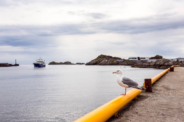 Germany, Warnemünde, Harbor, February 04, 2025 - A seagull in front of a fishing boat in the harbor