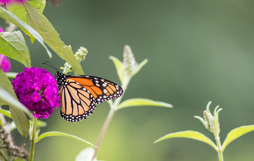 Monarch Butterfly (Danaus Plexippus) feeds on small purple Butterfly Bush flowers in the meadow