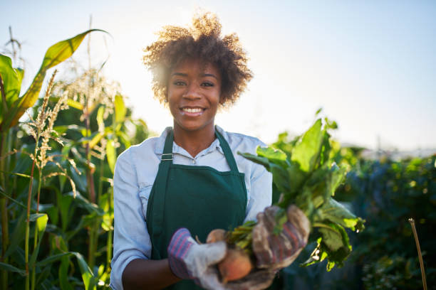 proud african american gardener posing for portrait proud african american gardener posing for portrait with freshly harvested golden beets farmer stock pictures, royalty-free photos & images
